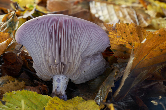 Edible mushroom Lepista nuda in the leaves. Known as Blewit or Wood Blewit. Wild purple mushroom in the birch forest.