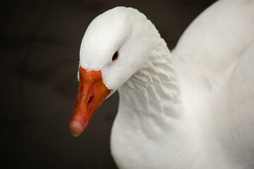 Close-up of a white goose with a large orange beak