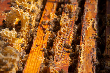 Open hive showing the bees swarming on a honeycomb..