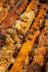 Open hive showing the bees swarming on a honeycomb..