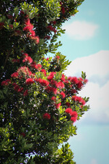 Pōhutukawa tree flowers and leaves - bright red in New Zealand Aotearoa summer