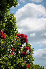 Pōhutukawa tree flowers and leaves - bright red in New Zealand Aotearoa summer