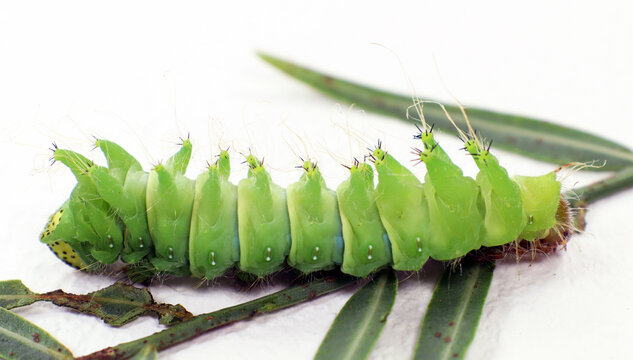 Large green caterpillar of the Saturnia comet butterfly Argema mimosae, close-up macro. An insect of unusual shape.