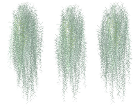 Spanish moss separates from the white ground.