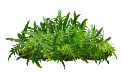 green grass, Tropical low bush ferns are separated from each other on a white background by cutting paths.