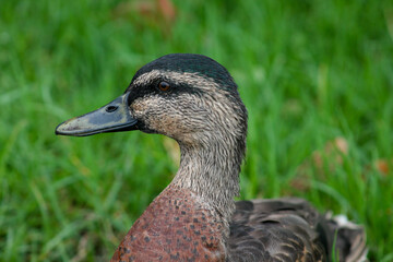 Mallard duck close-up