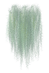 abstract background, Spanish moss separates from the white ground. - obrazy, fototapety, plakaty