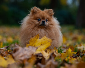 Adorable pomeranian dog with long fur sitting outdoors in a pile of autumn leaves