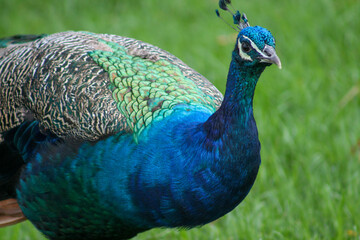 Close-up of peacock showing vibrant plumage