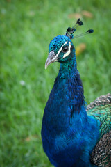 Close-up of peacock showing vibrant plumage