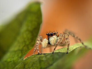 Macro close up of jumping spider on a green leaf