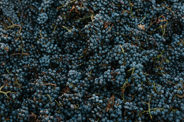 Bunch of grape, france