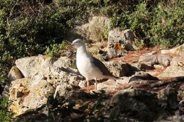 Seagull rocks