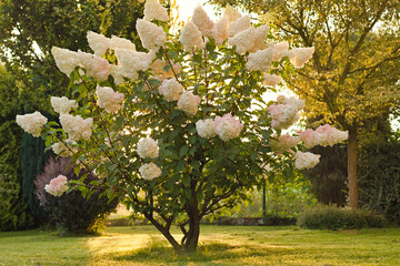 Obraz premium Kwitnąca hortensja