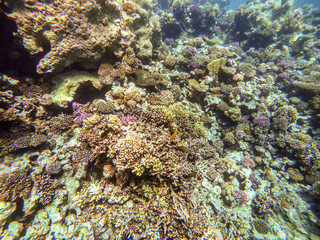 Underwater life of reef with corals and tropical fish. Coral Reef at the Red Sea, Egypt.