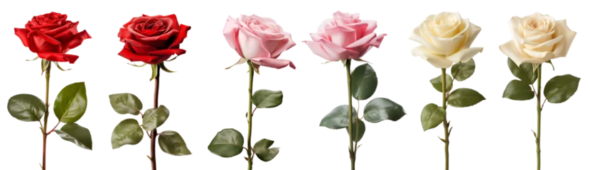 Zelfklevend Fotobehang Ochtendgloren Collection set of pink red cream stalk of rose roses flower floral with leaves on transparent background cutout, PNG file. Mockup template artwork graphic design  