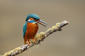 Obraz premium Common kingfisher perched on a tree branch in its natural habitat