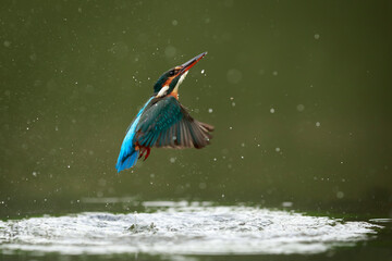 Common kingfisher emerging from the water