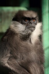 Fototapeta premium 見つめるカオムラサキラングールのポートレート