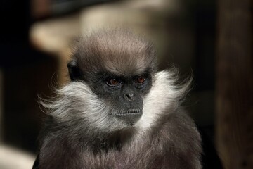 Obraz premium カオムラサキラングールの顔のアップ