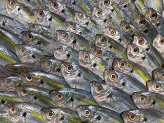fish are arranged in an orderly manner