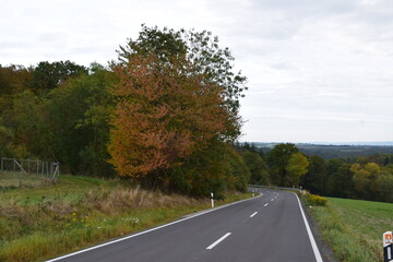 rural avenue in the Eifel during autumn