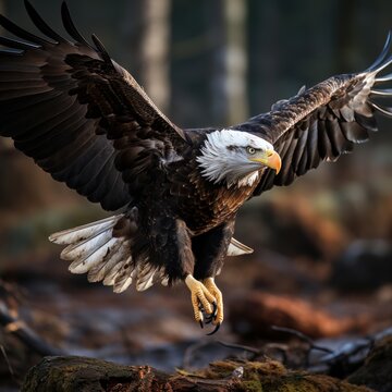 Photo of a majestic and imposing bald eagle in flight. Generative AI