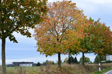 autumn trees at the roadside
