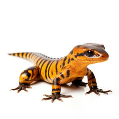 Obraz premium Salamander isolated on white background