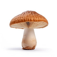 Mushroom isolated on white background