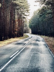 Fototapeta premium Lanstraße Allee Wald Brandenburg in Winter