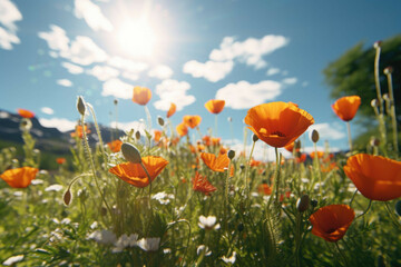 A wide angle shot of a field of orange poppies swaying in the wind, the sun shining through the petals creating a beautiful contrast between the orange and the green grass