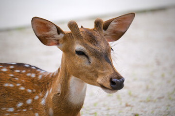 deer in the zoo