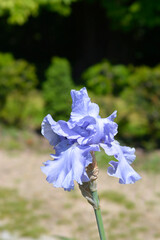 Tall bearded iris Rapture in Blue flower
