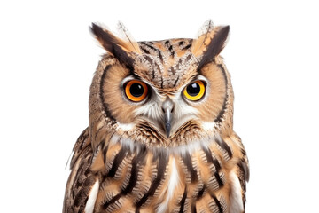 An Owl Isolated On Transparent Background