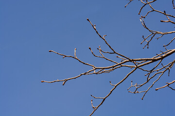 Red horse chestnut branches in winter