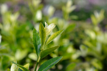 Japanes spindle Extravaganza leaves