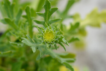 Blanket flower Aurea Pura flower bud