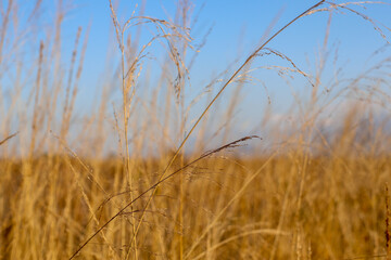 Obraz premium Field of wild dry grass