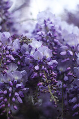 Spring flowers wisteria. Flowering tree blooming in garden