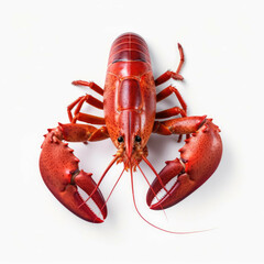Lobster isolated on white background