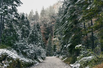Empty path in idyllic misty snow covered forest on a cold day