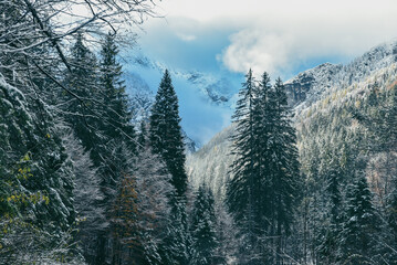 Amazing landscape with snowy trees on a cold day in mountains near Kranjska gora in Slovenia