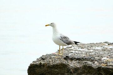 Cute seagull stands on rock, next to sea under cloudy day.