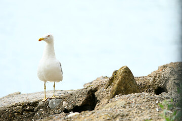 Cute seagull stands on rock, next to sea under cloudy day.
