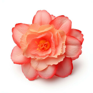 Begonia Flower, isolated on white background
