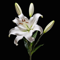 Lily Flower, isolated on white background
