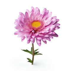 Aster Flower, isolated on white background