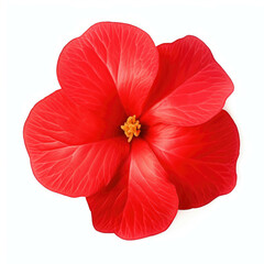 Impatiens Flower, isolated on white background