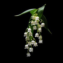 Lily of the Valley Flower, isolated on black background